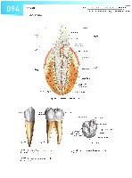 Sobotta Atlas of Human Anatomy  Head,Neck,Upper Limb Volume1 2006, page 101